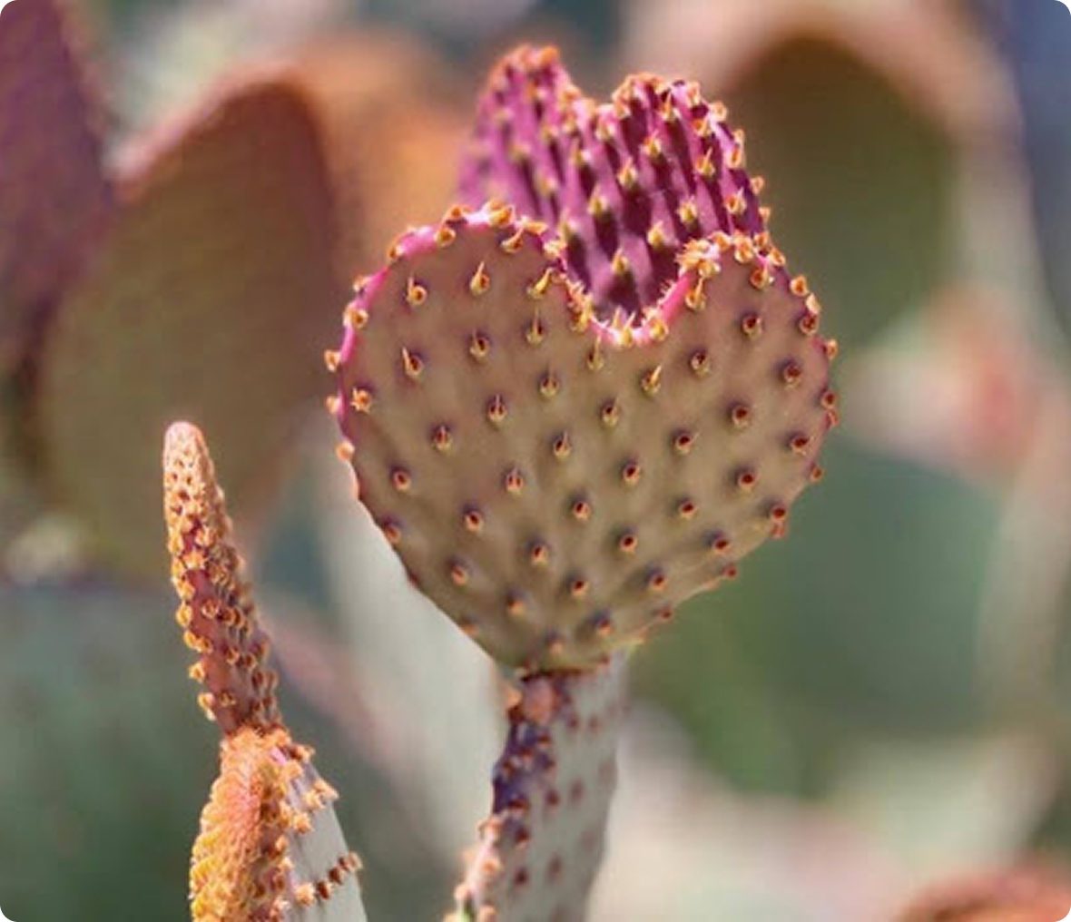 Heart-shaped cactus with purple edges.
