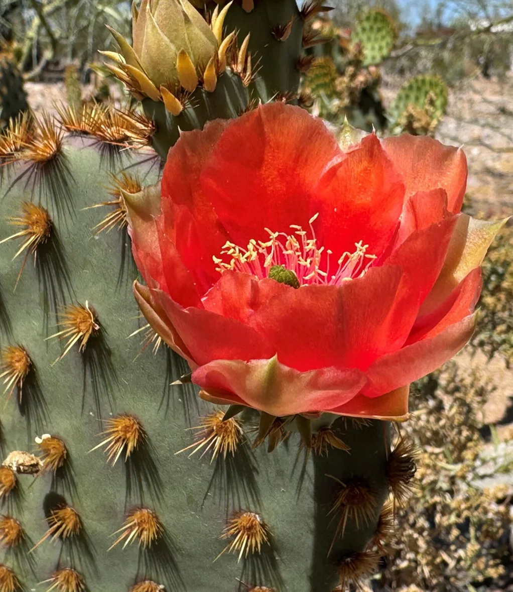 Vibrant red prickly pear cactus flower